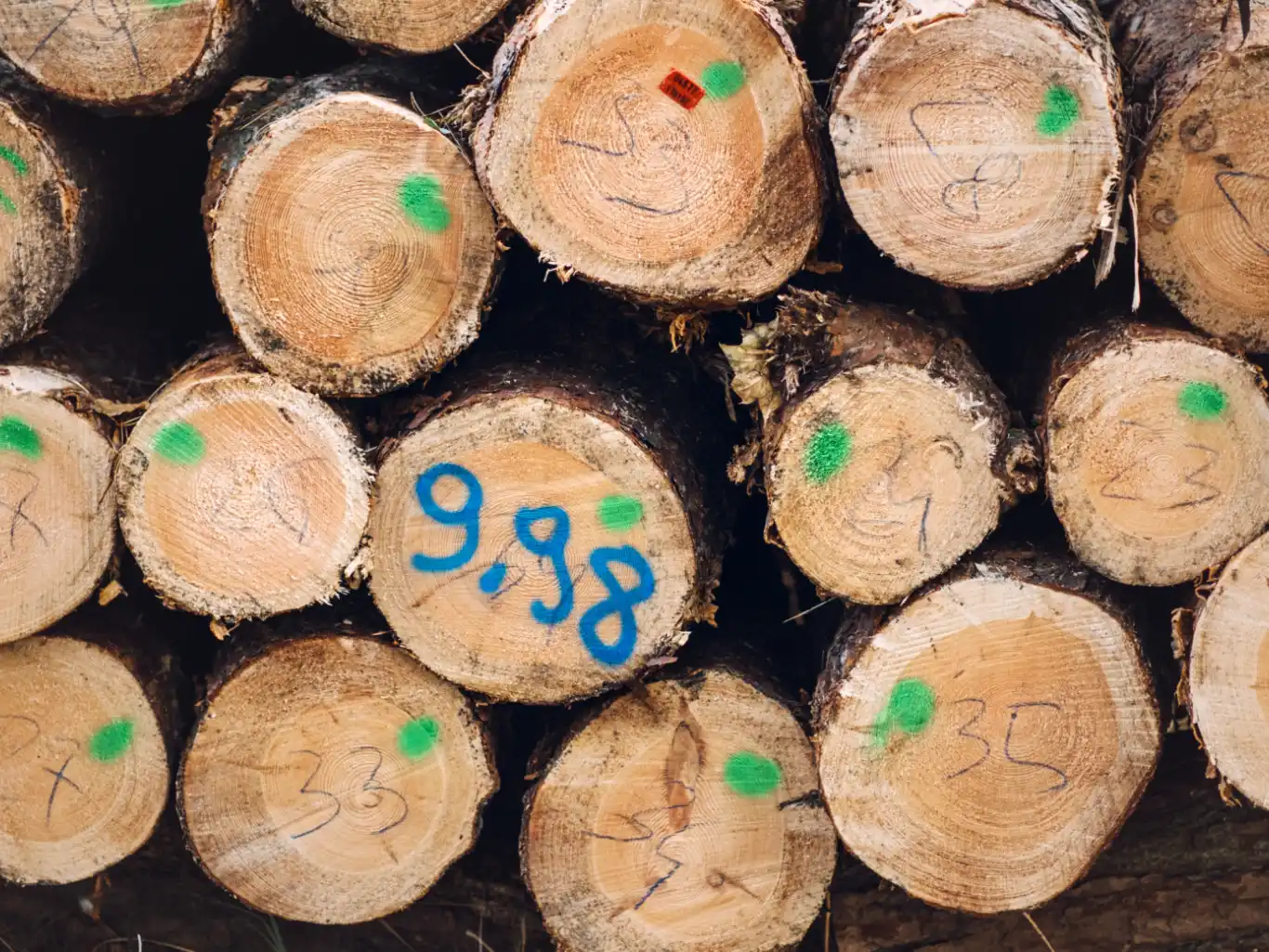 tronchi-pronti-per-essere-lavorati-situati-in-foresta-sostenibile